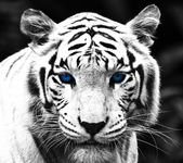 pic for blue eyed tiger 